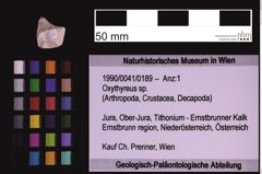 Foto (Objekt + Etiketten) von Oxythyreus sp. (NHMW-GEO-1990-0041-0189)